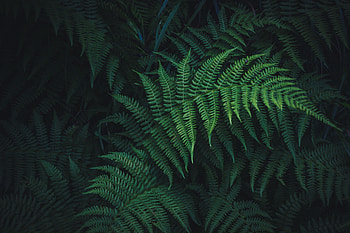Nature, Leaves, Plant, Fern, Carved HD wallpaper