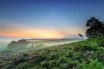 Amazing sunset, sky, nature, tree, sunset HD wallpaper