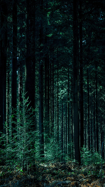 Forest, Nature Trees HD phone wallpaper
