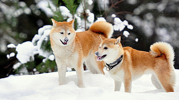 Hokkaido Dog, Shiba inu , Shiba inu backgrounds HD wallpaper