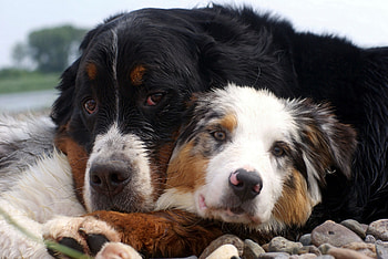 Animals, Dogs, Couple, Pair, Care, Embrace HD wallpaper