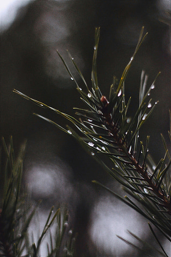 Needle, Drops, Macro, Branch, Needles HD phone wallpaper