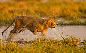 Lion, animal, run, hunt HD wallpaper