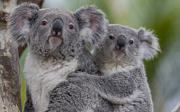 Baby koala cuteness, Sweetest koala infants, Adorable little ones, Koala love HD wallpaper