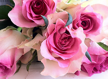 Flowers, Roses, Close-Up, Bouquet HD wallpaper