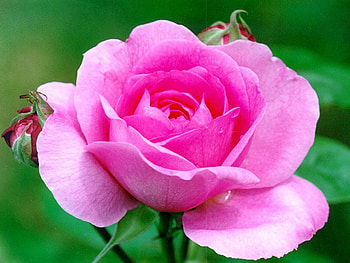 Amazing lilac rose, rose, pink, flower, petal, lilac HD wallpaper