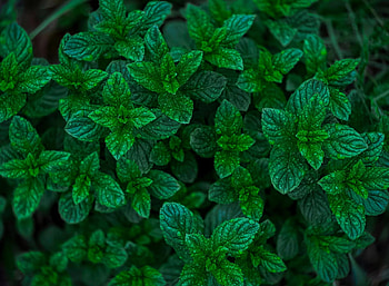 Spearmint spring, Final , Refreshing herbs, Seasonal plant HD wallpaper