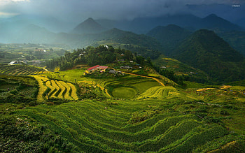 Rice terraces in Vietnam, Natural beauty, Scenic wonders, Tranquil landscapes HD wallpaper