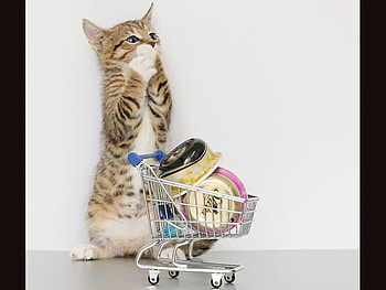 Cool Cat, cool, cat, funny HD wallpaper