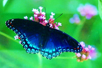 Black and blue, blue, black, butterfly, green, flowers, spotted HD wallpaper