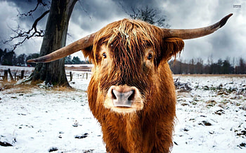 Highland cow , Beautiful visual backgrounds, Stunning high-quality , Captivating natural beauty HD wallpaper