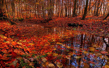 Fall Foliage in Forest, river, leaves, trees, colors, autumn, water HD wallpaper