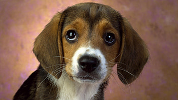 Animals, Dog, Brown, Puppy, Kind HD wallpaper