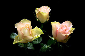 Trio, pink, roses, black background, green, three, cream HD wallpaper