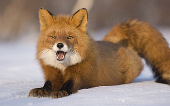 Funny, Animals, Snow, Fox, Young, To Lie Down, Lie, Redhead HD wallpaper