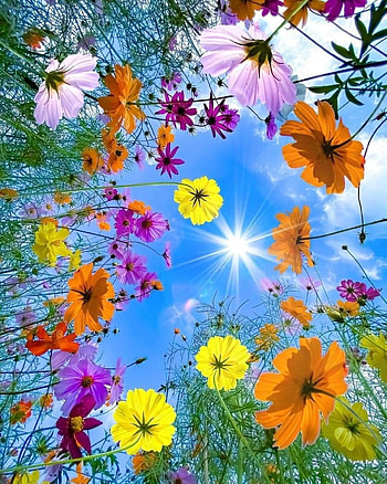 Awesome, petal, nature HD phone wallpaper
