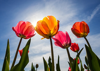 Tulips, bloom, sunny day, spring HD wallpaper