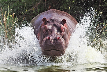 Hippo, animal, river HD wallpaper