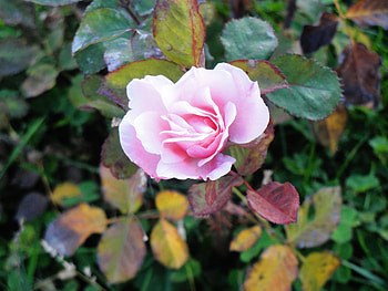 Rose, pink, nature, flowers HD wallpaper