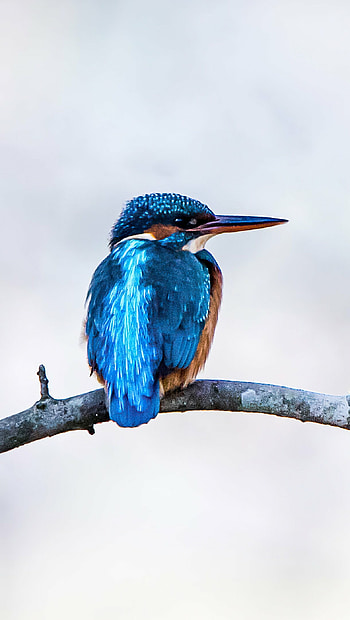 Bird, Kingfisher Bird , Ultra HD phone wallpaper