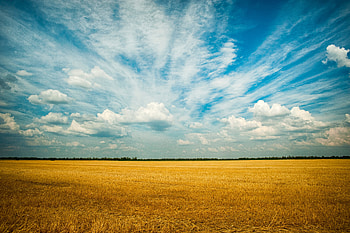 Yellow Grass Field , field, grass, nature, farm HD wallpaper