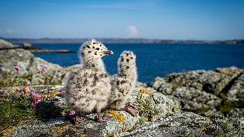 Seagull Chicks in Norway, sea, sky, birds, rocks HD wallpaper