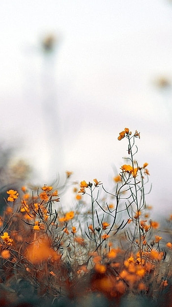 Aesthetic, Flower Background HD phone wallpaper