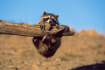 Lovely raccoon, Cute and cuddly, Irresistible charm, Wholesome joy HD wallpaper
