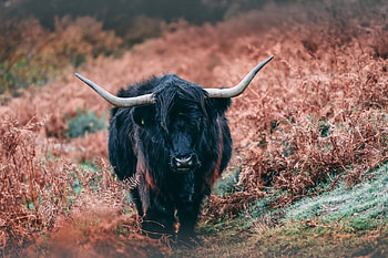 Black yak, Mysterious aura, Shadows and light, Monochromatic elegance HD wallpaper