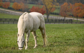 graymare, animal, horse HD wallpaper