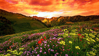 Albion Basin Golden Sunrise, Wasatch Mountains, Utah, wildflowers, blossoms, clouds, colors, landscape, sky, usa HD wallpaper