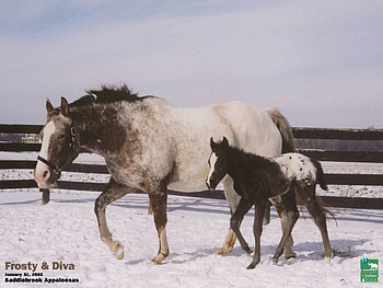 mother and the son, big horse, wood, small horse, snow HD wallpaper
