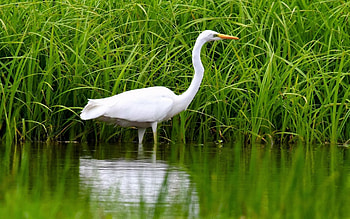 Egret, Latvia, grass, bird, water HD wallpaper