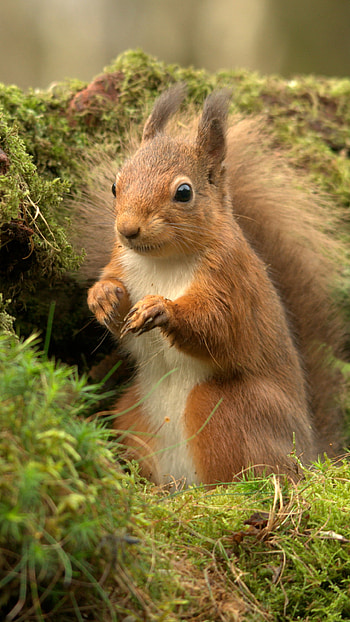 Animal, squirrel HD phone wallpaper