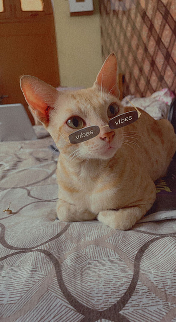 Choco Cutie Cat, cute, Animal, cat, cute cat HD phone wallpaper