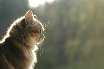 Animals, Shine, Light, Fluffy, Kitty, Kitten, Muzzle, Waiting, Expectation HD wallpaper