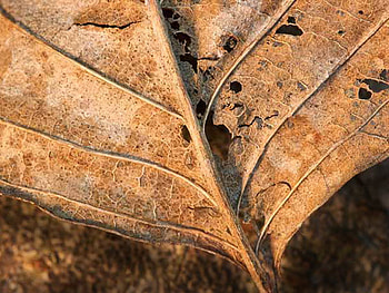 Decaying Leaf, autumn, leaf, nature, dead HD wallpaper
