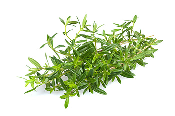Winter Savory, Borsikaf , , Food HD wallpaper