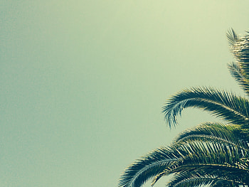 Wood, Tree, Minimalism, Palm, Branches, Tropics HD wallpaper