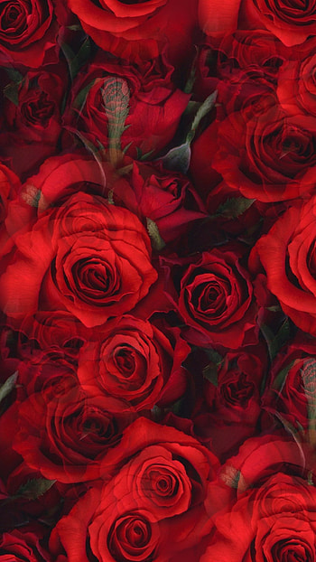 Red Rose, Adorable Roses HD phone wallpaper