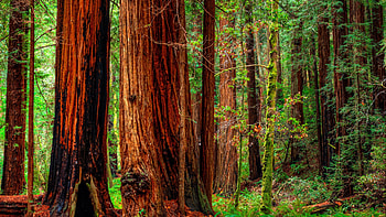 Trunk, Cedar Trees HD wallpaper