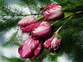 Flowers, Tulips, Multicolored, Greens, Bouquet HD wallpaper