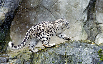 Snow leopard , Background HD wallpaper