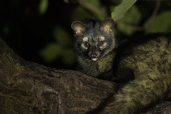 Civets of India, Indian civet HD wallpaper
