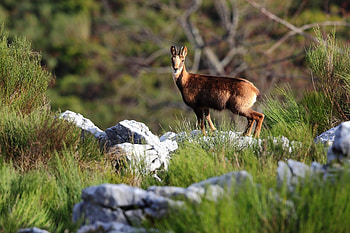 Rebeco Cantbrico, Iberian chamois, Spanish wildlife, Endangered species HD wallpaper
