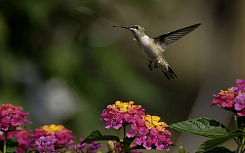 Animals, Flowers, Humming-Birds, Bird, Greens, Sunny HD wallpaper