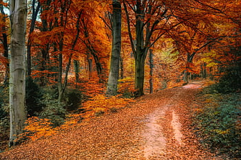 Stunning autumn scenery of a forest pathway with vivid orange leaves and tranquil surroundings. HD wallpaper