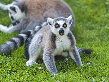 Animals, Grass, Lemur, Scream, Cry, Surprise, Astonishment HD wallpaper