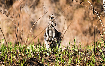 Kangaroo , 50453 px, Kangaroo HD wallpaper