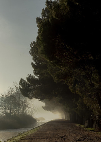 Park, Nature, Trees, Fog, Path HD phone wallpaper